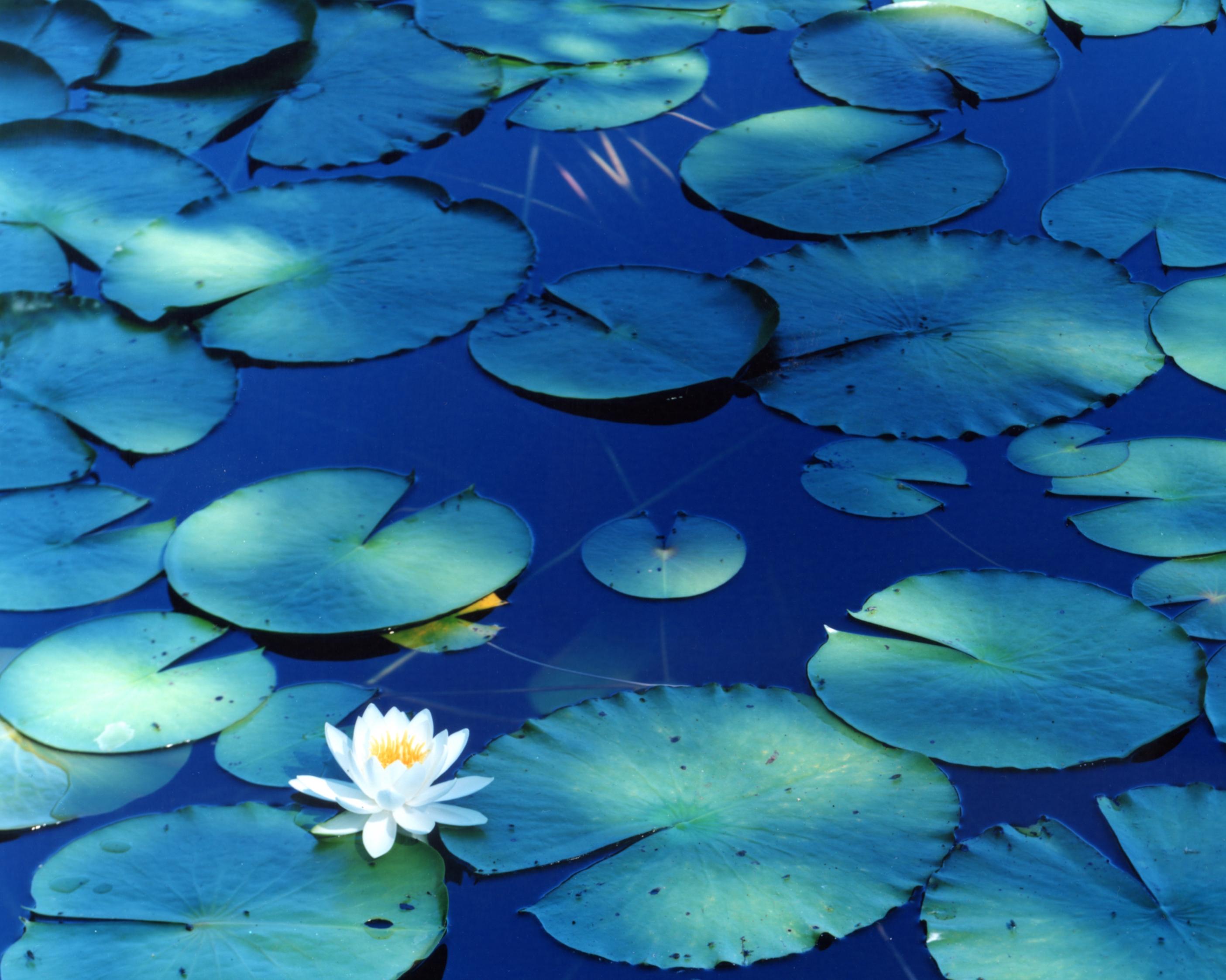 Water Mirror 16, WM-628 – Risaku Suzuki, Nature, Tree, Water, Mirror, Water Lily For Sale 2