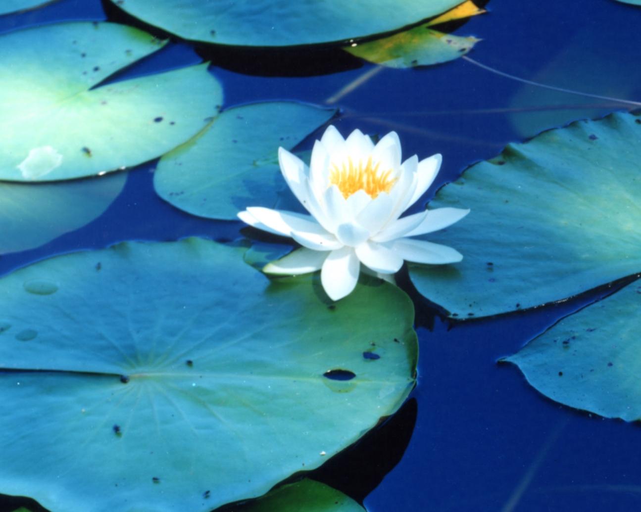 Water Mirror 16, WM-628 – Risaku Suzuki, Nature, Tree, Water, Mirror, Water Lily For Sale 3