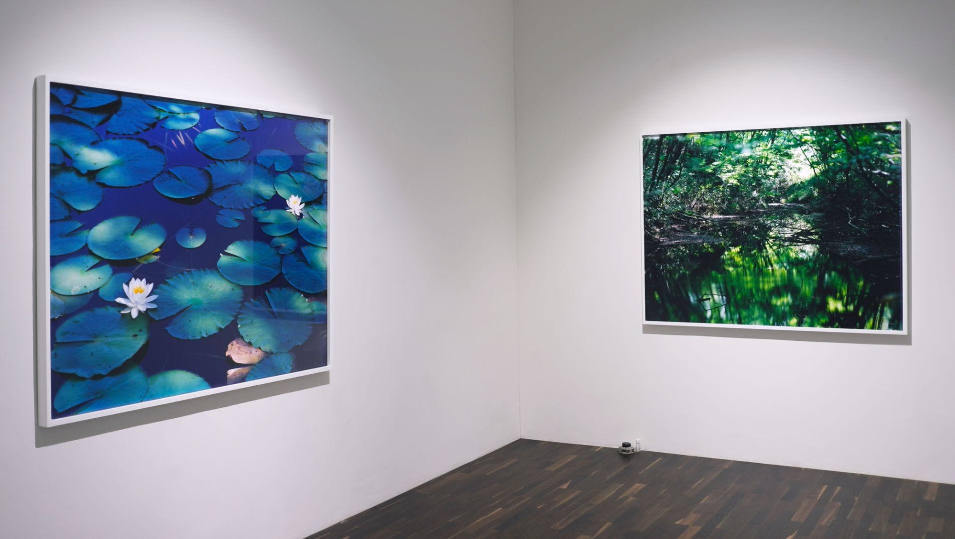 Water Mirror 16, WM-628 – Risaku Suzuki, Nature, Tree, Water, Mirror, Water Lily For Sale 4
