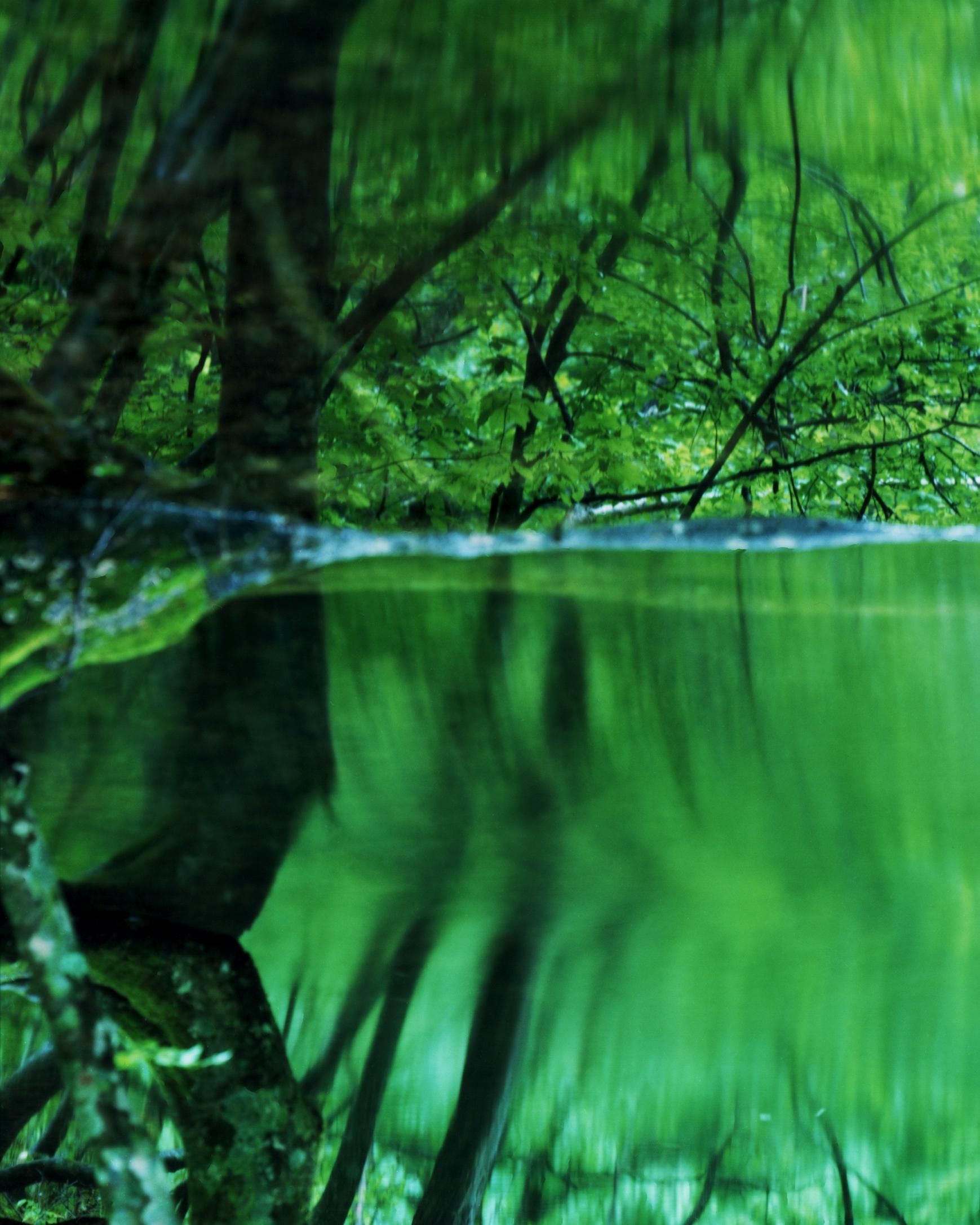 Wasserspiegel 17, WM-739 - Risaku Suzuki, Natur, Baum, Wasser, Spiegel, Reflexion im Angebot 1