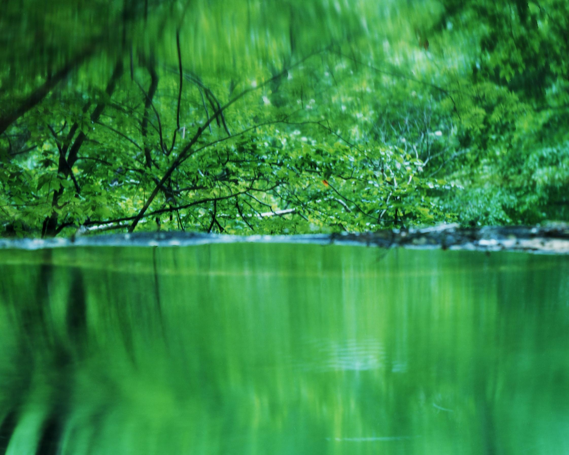Wasserspiegel 17, WM-739 - Risaku Suzuki, Natur, Baum, Wasser, Spiegel, Reflexion im Angebot 4
