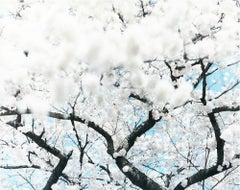 SAKURA 10,4-64 - Risaku Suzuki, Natur, Frühling, Kirschblüte, Sakura, Japan