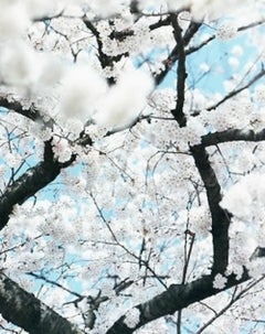 SAKURA 10, 4-64 – Risaku Suzuki, Nature, Spring, Cherry Blossom, Sakura, Japan