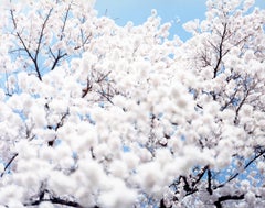 SAKURA 10, 4-72 - Risaku Suzuki, Natura, Albero, Cielo, Primavera, Fiori di ciliegio, Arte