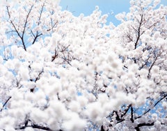 SAKURA 10, 4-72 – Risaku Suzuki, Nature, Tree, Sky, Spring, Cherry Blossom, Art