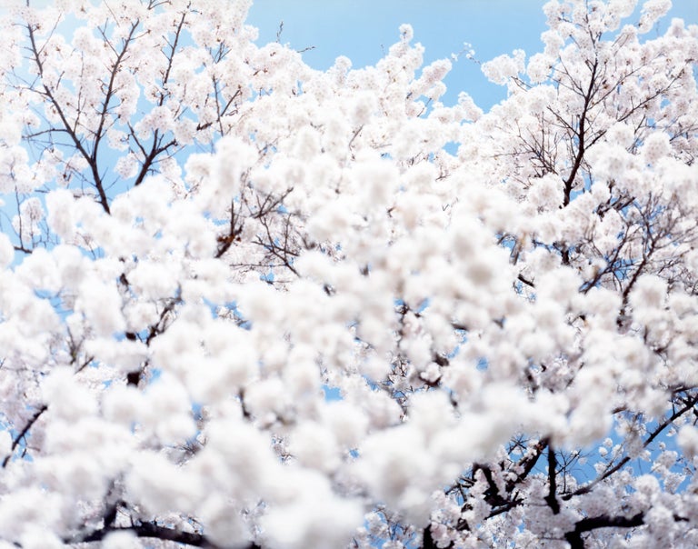 SAKURA 10,4-72 – Risaku Suzuki, Nature, Tree, Sky, Spring, Cherry Blossom, Art - Photograph by Risaku Suzuki