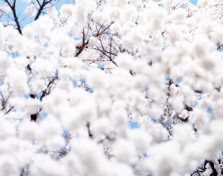 SAKURA 10,4-72 – Risaku Suzuki, Nature, Tree, Sky, Spring, Cherry Blossom, Art - Contemporary Photograph by Risaku Suzuki