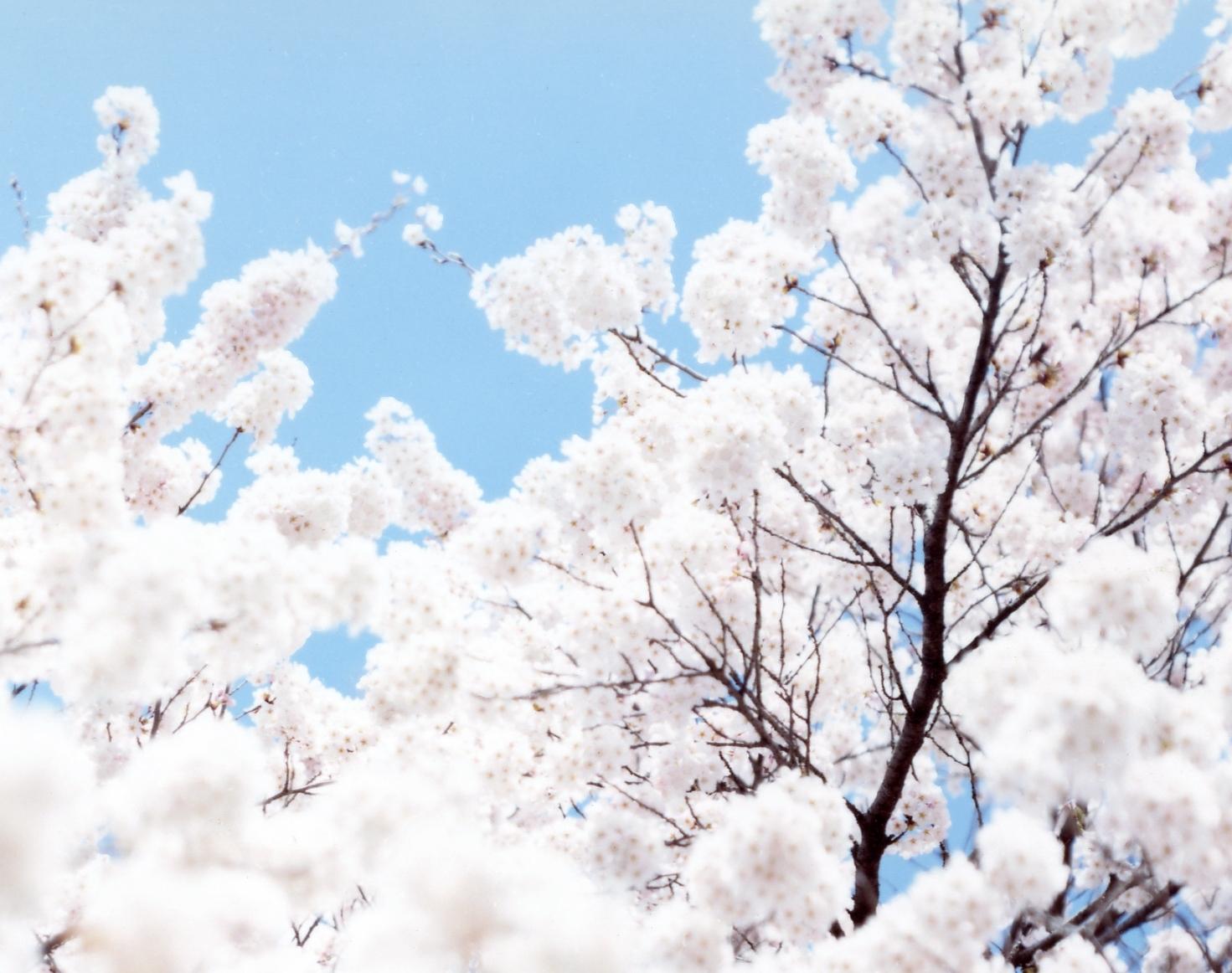 sky spring cherry blossom chair