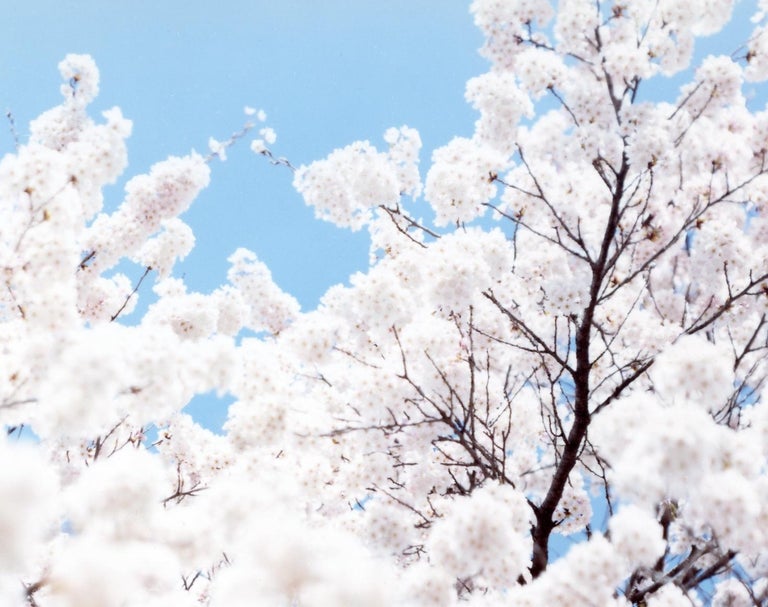 SAKURA 10,4-72 – Risaku Suzuki, Nature, Tree, Sky, Spring, Cherry Blossom, Art - Gray Landscape Photograph by Risaku Suzuki