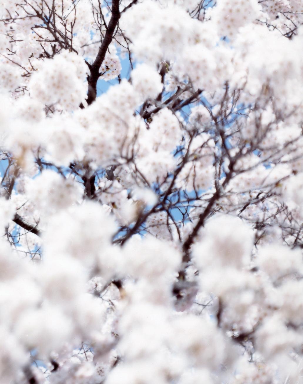 SAKURA 10, 4-72 – Risaku Suzuki, Nature, Tree, Sky, Spring, Cherry Blossom, Art For Sale 1