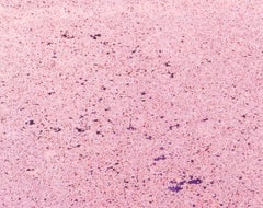 SAKURA 16,4-19 - Risaku Suzuki, Nature, Printemps, Fleur de cerisier, Japon, Sakura