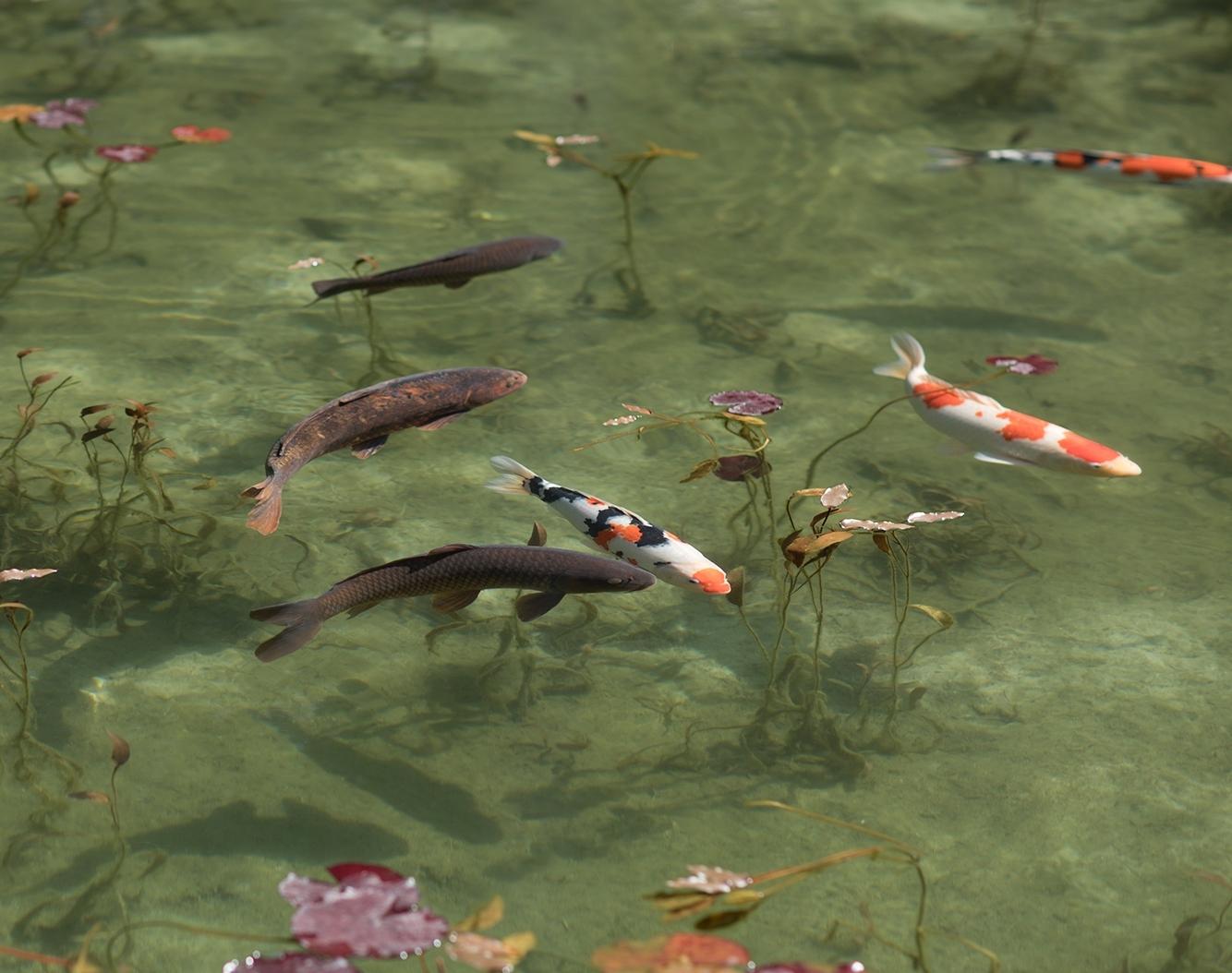 Koi 17, K-5 - Risaku Suzuki, Natur, Koi, Fische, Wasser, Tiere, Japanische Kunst im Angebot 1