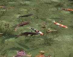Koi 17, K-5 - Risaku Suzuki, Natura, Koi, Pesce, Acqua, Animali, Arte giapponese