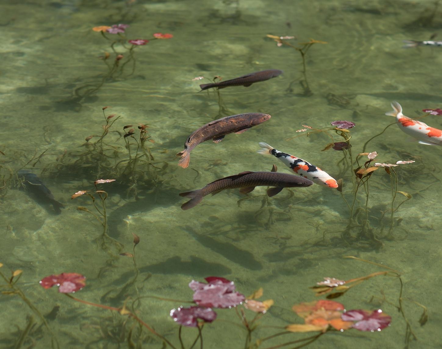 Koi 17, K-5 - Risaku Suzuki, Natur, Koi, Fische, Wasser, Tiere, Japanische Kunst im Angebot 2