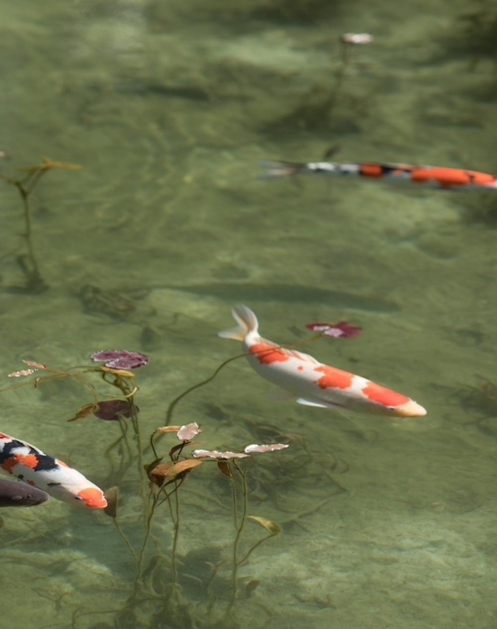 Koi 17, K-5 - Risaku Suzuki, Natur, Koi, Fische, Wasser, Tiere, Japanische Kunst im Angebot 3