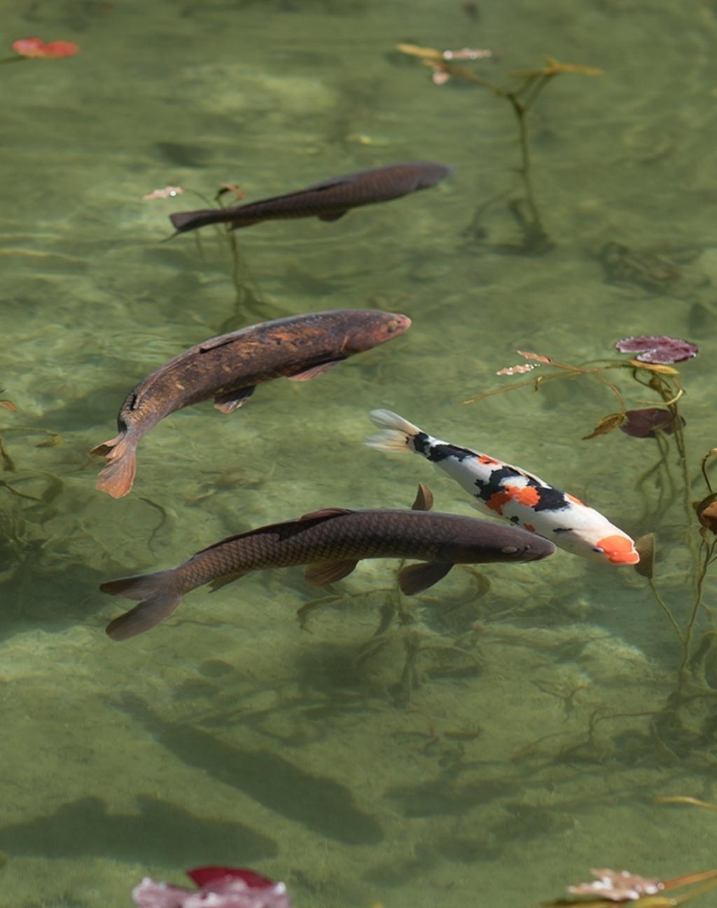 Koi 17, K-5 - Risaku Suzuki, Natur, Koi, Fische, Wasser, Tiere, Japanische Kunst im Angebot 4