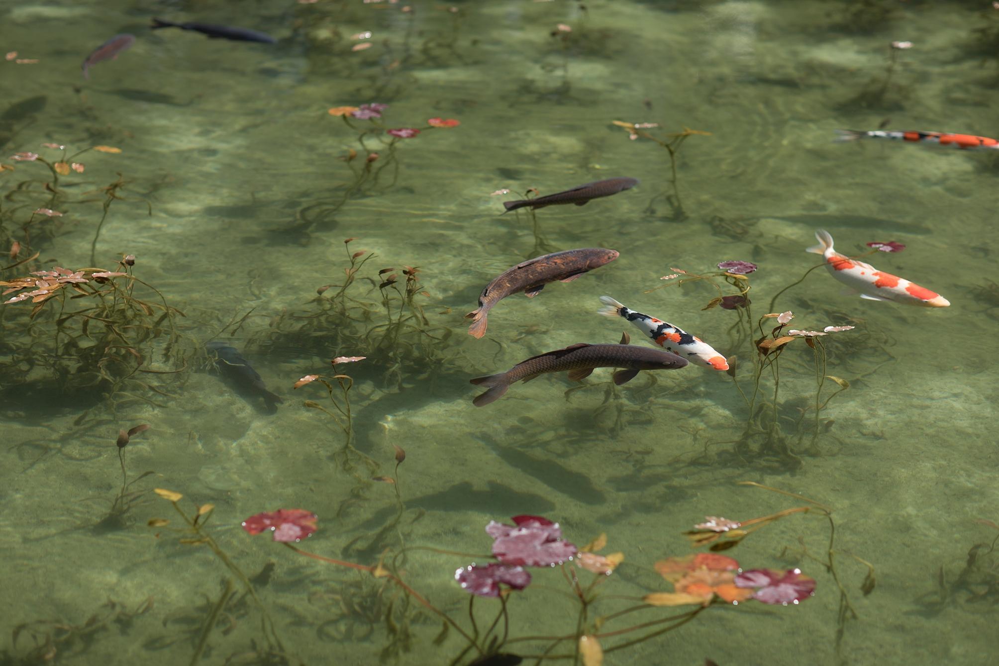 Koi 17, K-2 - Risaku Suzuki, Natura, Koi, Pesce, Acqua, Animali, Arte giapponese in vendita 1