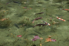 Koi 17, K-2 – Risaku Suzuki, Nature, Koi, Fish, Water, Animals, Japanese Art