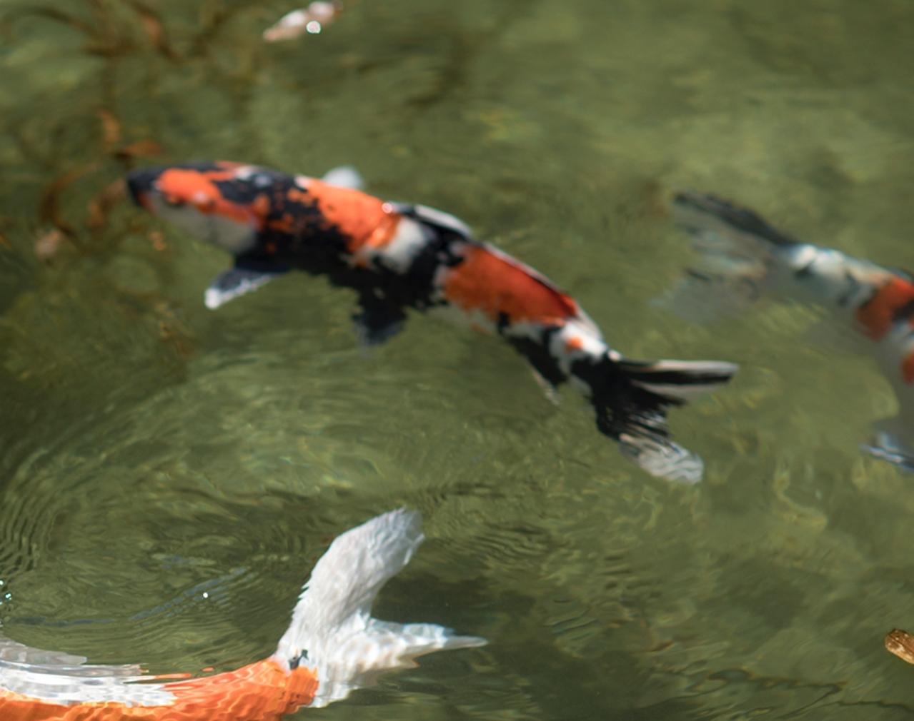 Koi 17, K-2 - Risaku Suzuki, Natura, Koi, Pesce, Acqua, Animali, Arte giapponese in vendita 2