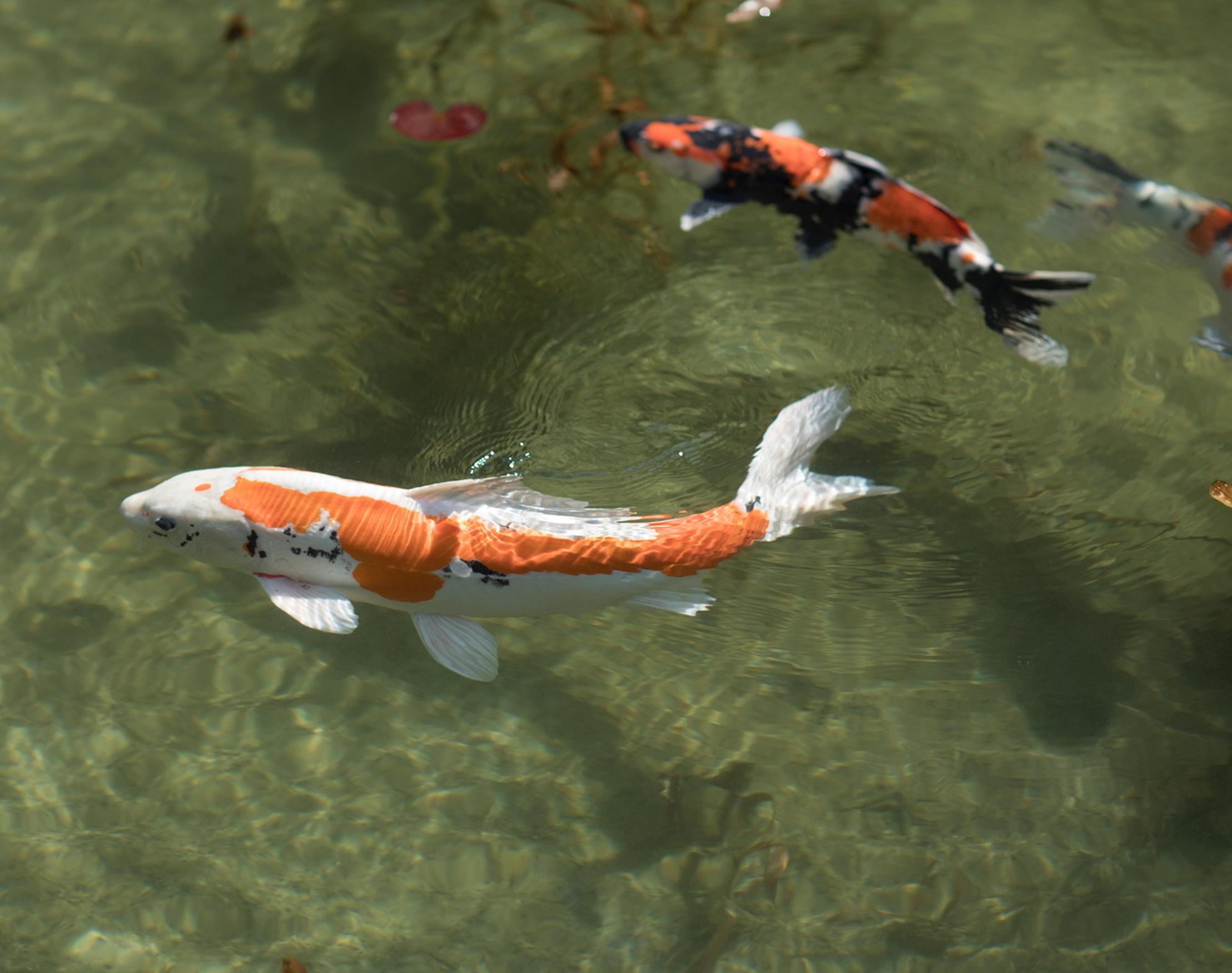 Koi 17, K-2 - Risaku Suzuki, Natura, Koi, Pesce, Acqua, Animali, Arte giapponese in vendita 4
