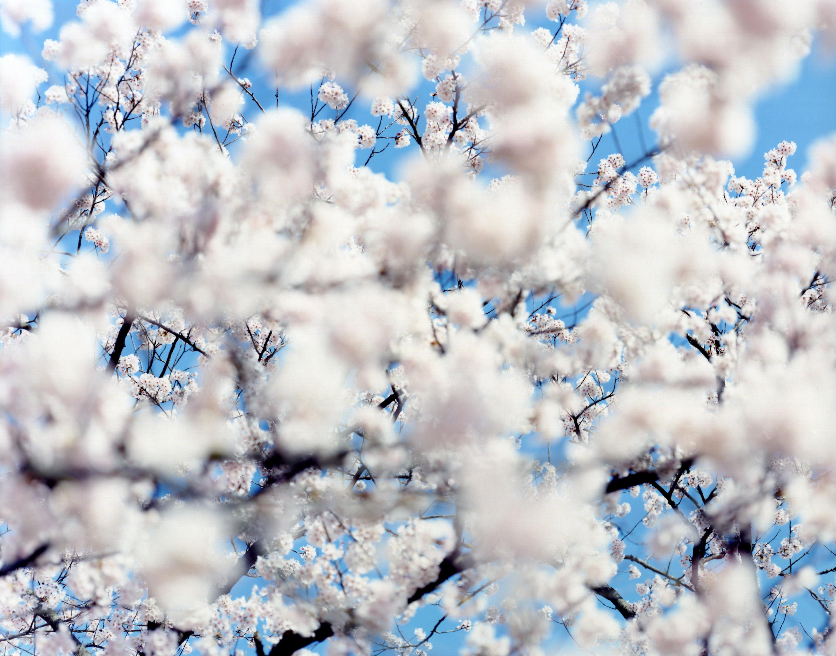 SAKURA 07, S-49 – Risaku Suzuki, Nature, Spring, Cherry Blossom, Japan, Sakura