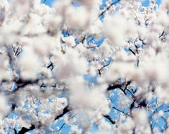 SAKURA 07, S-49 – Risaku Suzuki, Nature, Spring, Cherry Blossom, Japan, Sakura