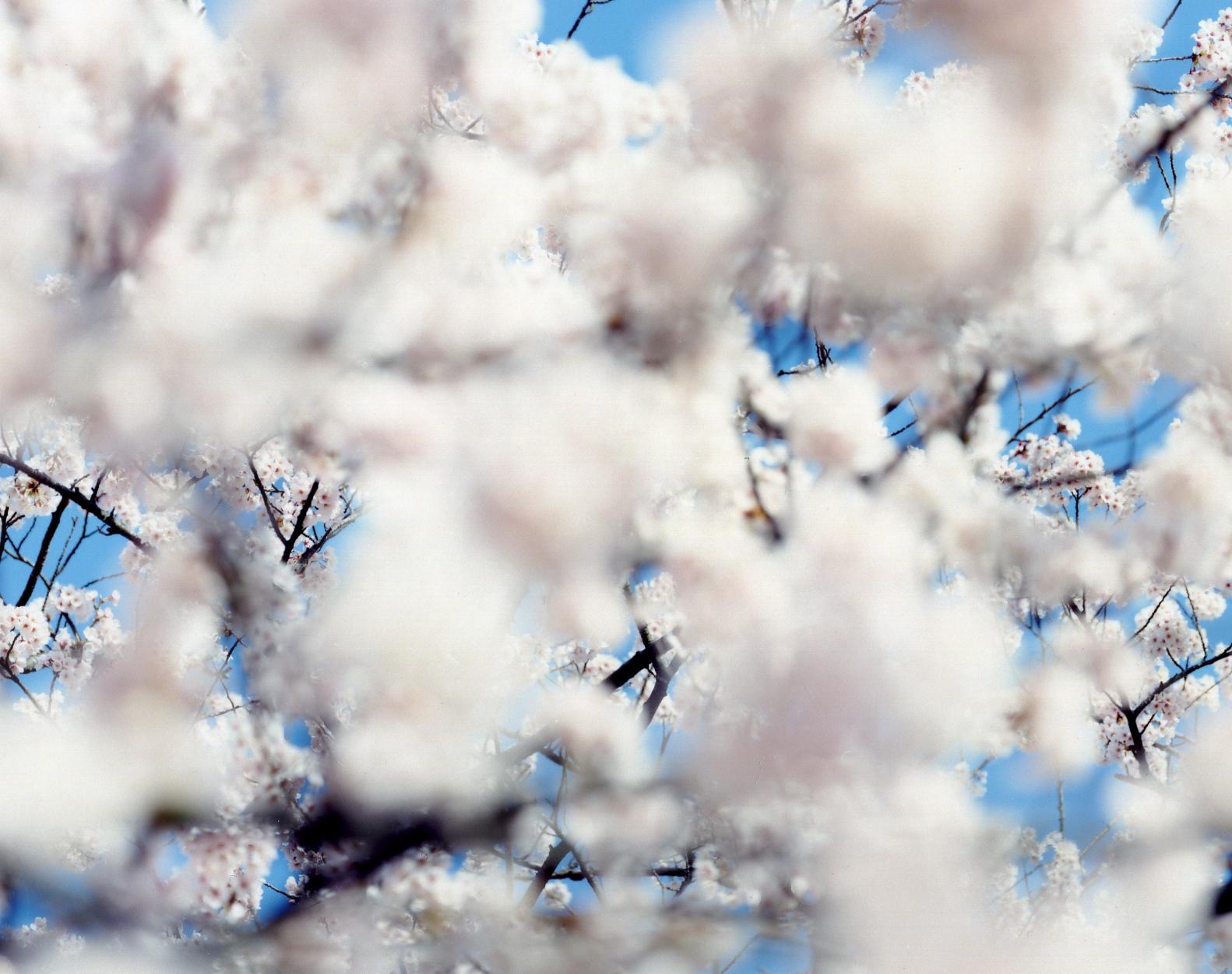 RISAKU SUZUKI (*1963, Japan)
SAKURA 07,S-49
2007
Chromogenic print
Sheet 120 x 150 cm (47 1/4 x 59 1/8 in.)
Edition of 5; Ed. no. 1/5
Framed

The Sakura (Japanese term for ‘cherry blossoms’) Celebration commences in early spring and has inspired