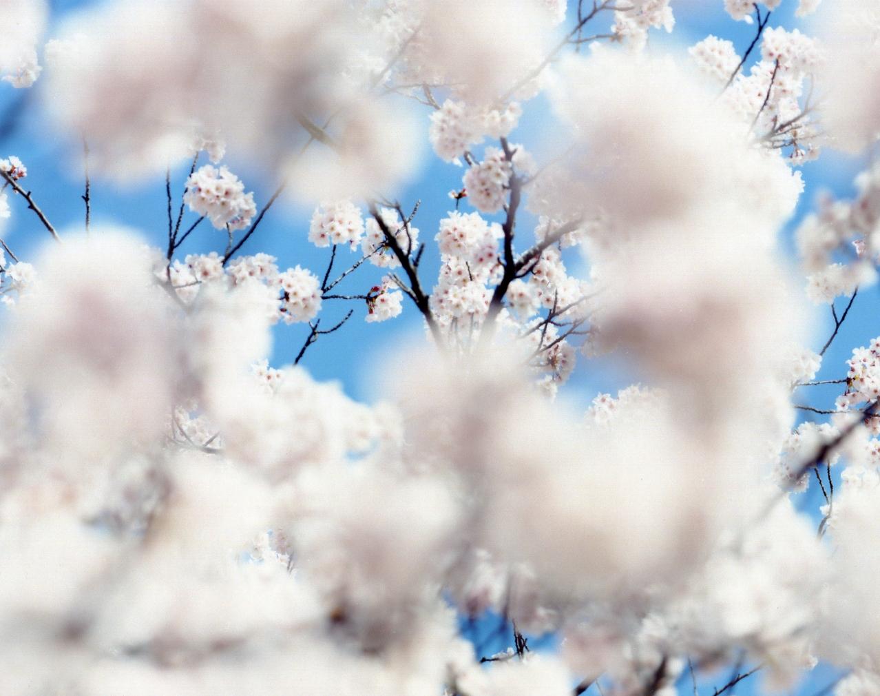 SAKURA 07, S-49 – Risaku Suzuki, Nature, Spring, Cherry Blossom, Japan, Sakura For Sale 1