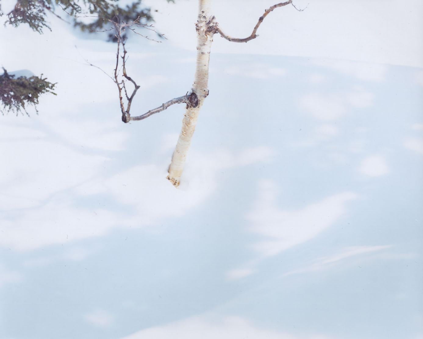 WHITE 07, H-88 – Risaku Suzuki, Nature, Snow, Forest, White, Winter, Japan Art