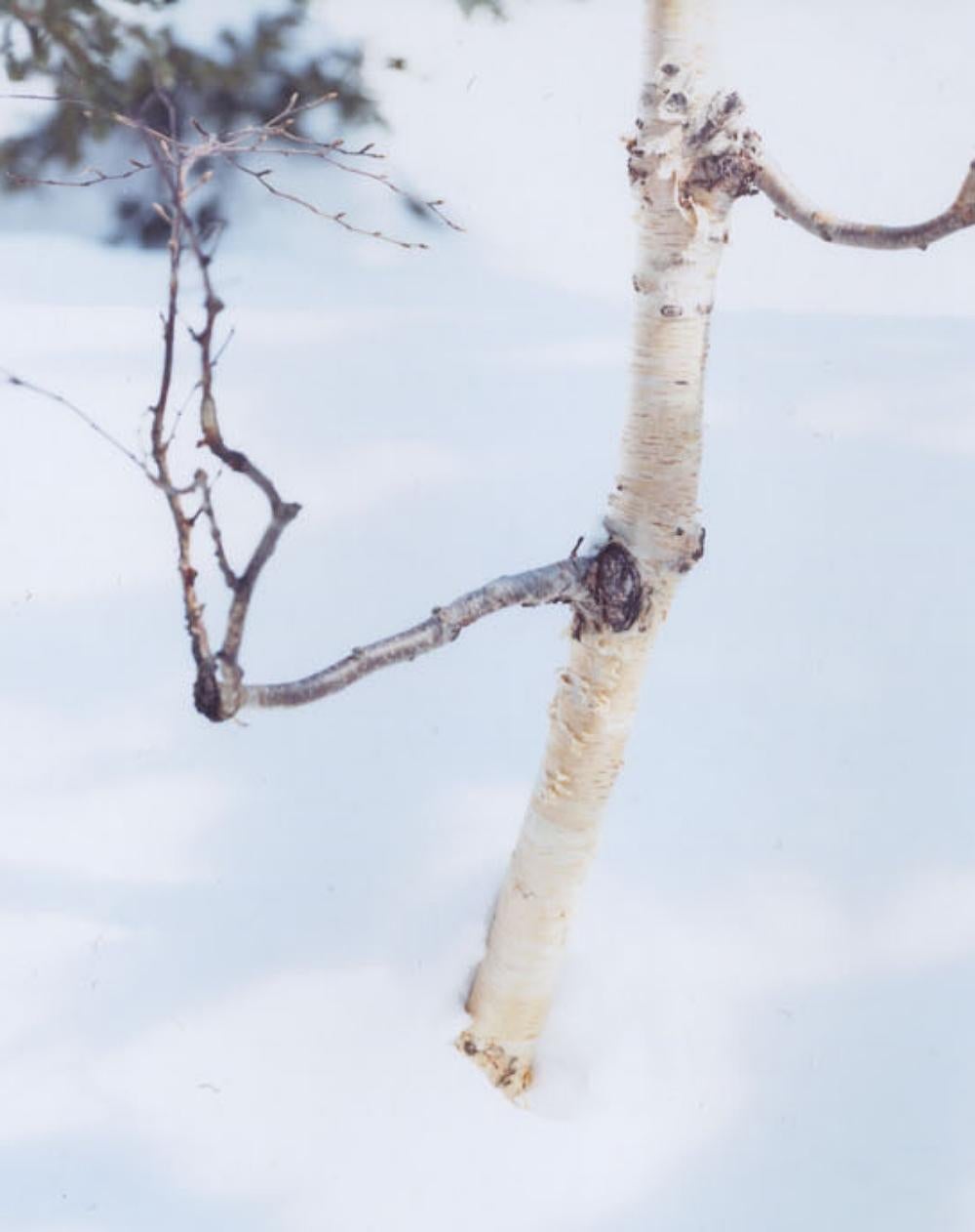 WHITE 07, H-88 – Risaku Suzuki, Nature, Snow, Forest, White, Winter, Japan Art For Sale 1