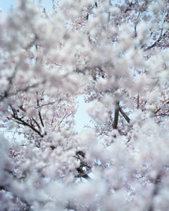 SAKURA 15,4-32 – Risaku Suzuki, Nature, Tree, Cherry Blossom, Japanese, Sakura