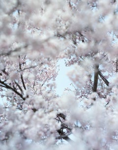 SAKURA 15, 4-32 – Risaku Suzuki, Nature, Tree, Cherry Blossom, Japanese, Sakura