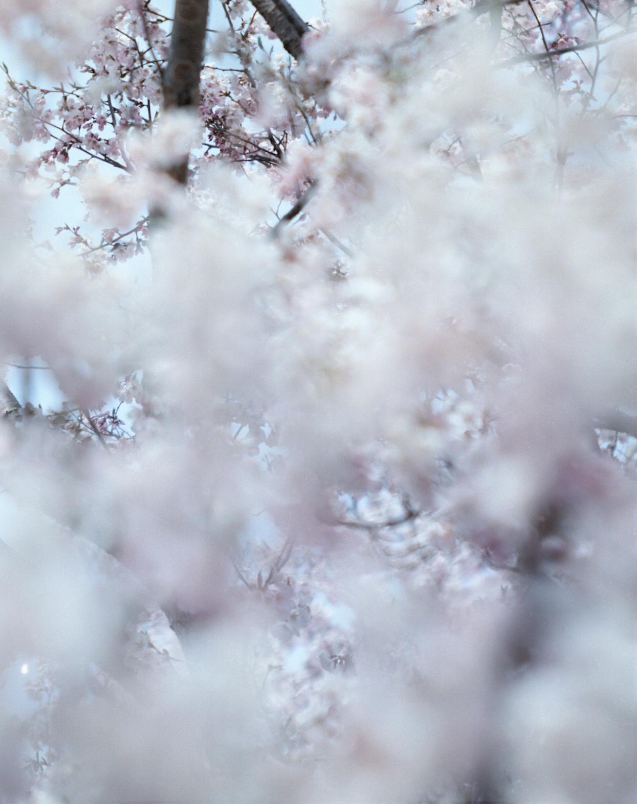 RISAKU SUZUKI (*1963, Japan)
SAKURA 15,4-32
2015
Chromogenic print
Sheet 75 x 60 cm (29 1/2 x 23 5/8 in.)
Edition of 5; Ed. no. 1/10
Framed

The Sakura (Japanese term for ‘cherry blossoms’) Celebration commences in early spring and has inspired