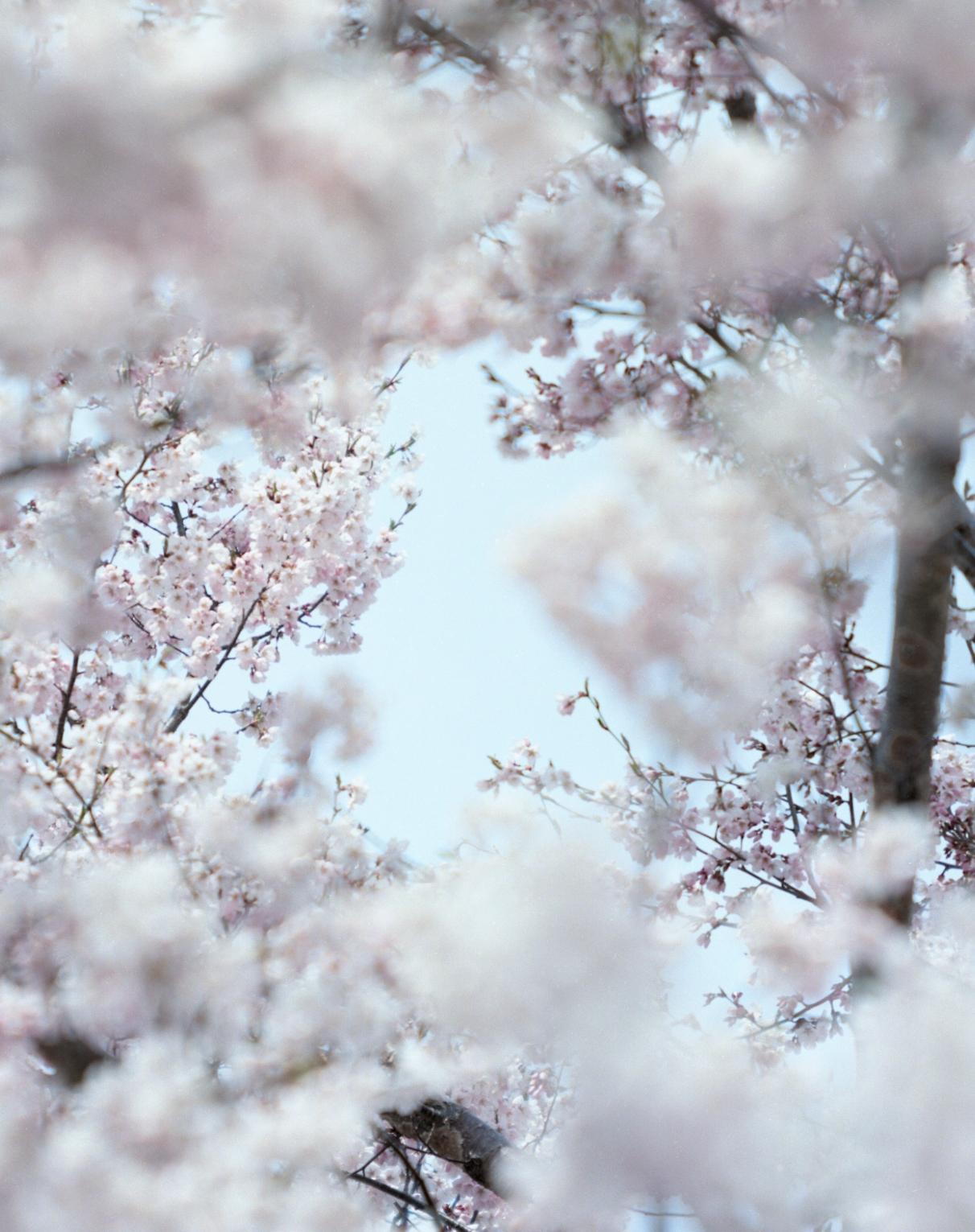SAKURA 15, 4-32 – Risaku Suzuki, Nature, Tree, Cherry Blossom, Japanese, Sakura For Sale 1