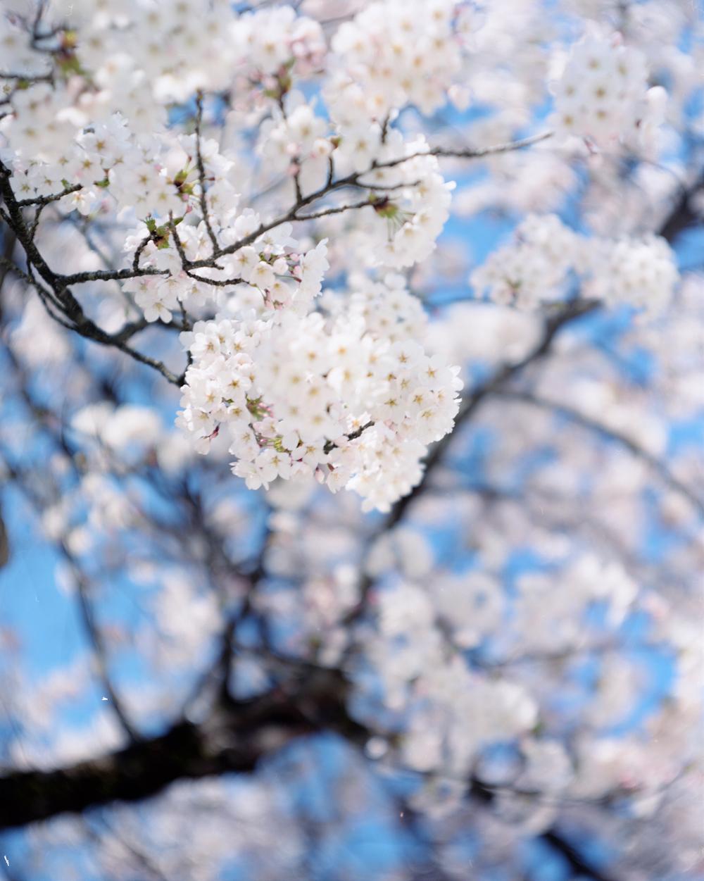 Risaku Suzuki (*1963, Giappone)
SAKURA 15,4-94
2015
Stampa cromogenica
Foglio 75 x 60 cm (29 1/2 x 23 5/8 in.)
Edizione di 5; Ed. n. 1/10
Incorniciato

La celebrazione dei Sakura (termine giapponese per "fiori di ciliegio") inizia all'inizio della