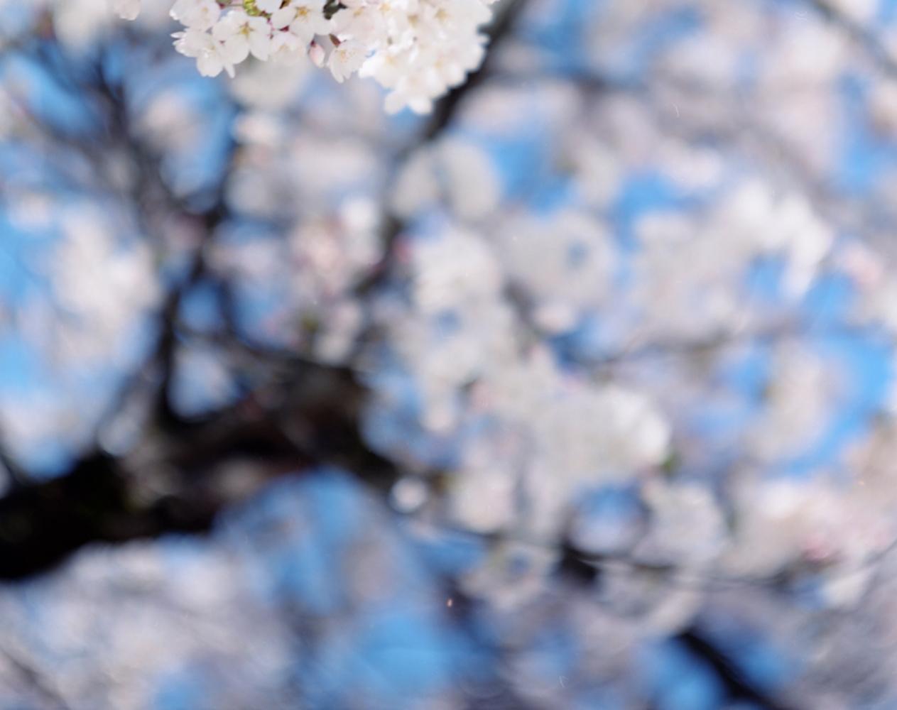 SAKURA 15, 4-94 - Risaku Suzuki, Natura, Albero, Fiore di ciliegio, Giapponese, Sakura in vendita 1
