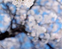 SAKURA 15, 4-94 – Risaku Suzuki, Nature, Tree, Cherry Blossom, Japanese, Sakura
