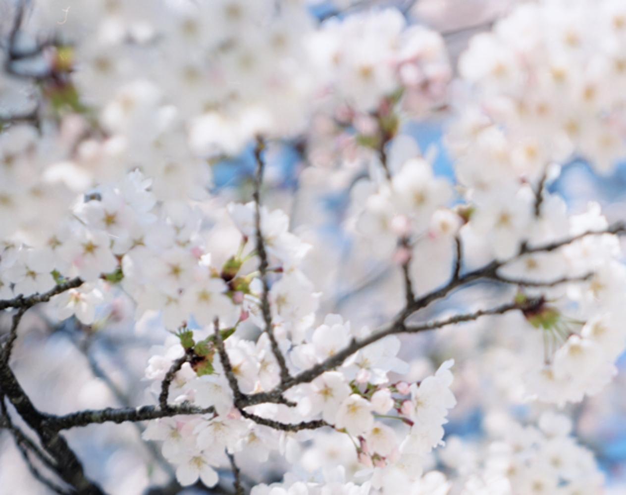 RISAKU SUZUKI (*1963, Japan)
SAKURA 15,4-94
2015
Chromogenic print
Sheet 75 x 60 cm (29 1/2 x 23 5/8 in.)
Edition of 5; Ed. no. 1/10
Framed

The Sakura (Japanese term for ‘cherry blossoms’) Celebration commences in early spring and has inspired