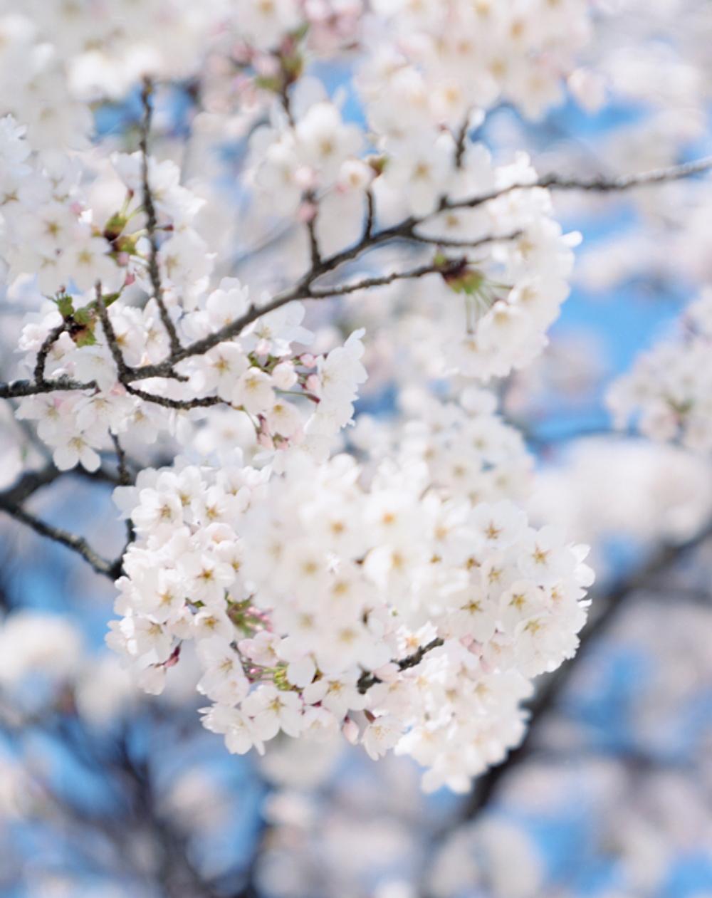 SAKURA 15, 4-94 – Risaku Suzuki, Nature, Tree, Cherry Blossom, Japanese, Sakura For Sale 1