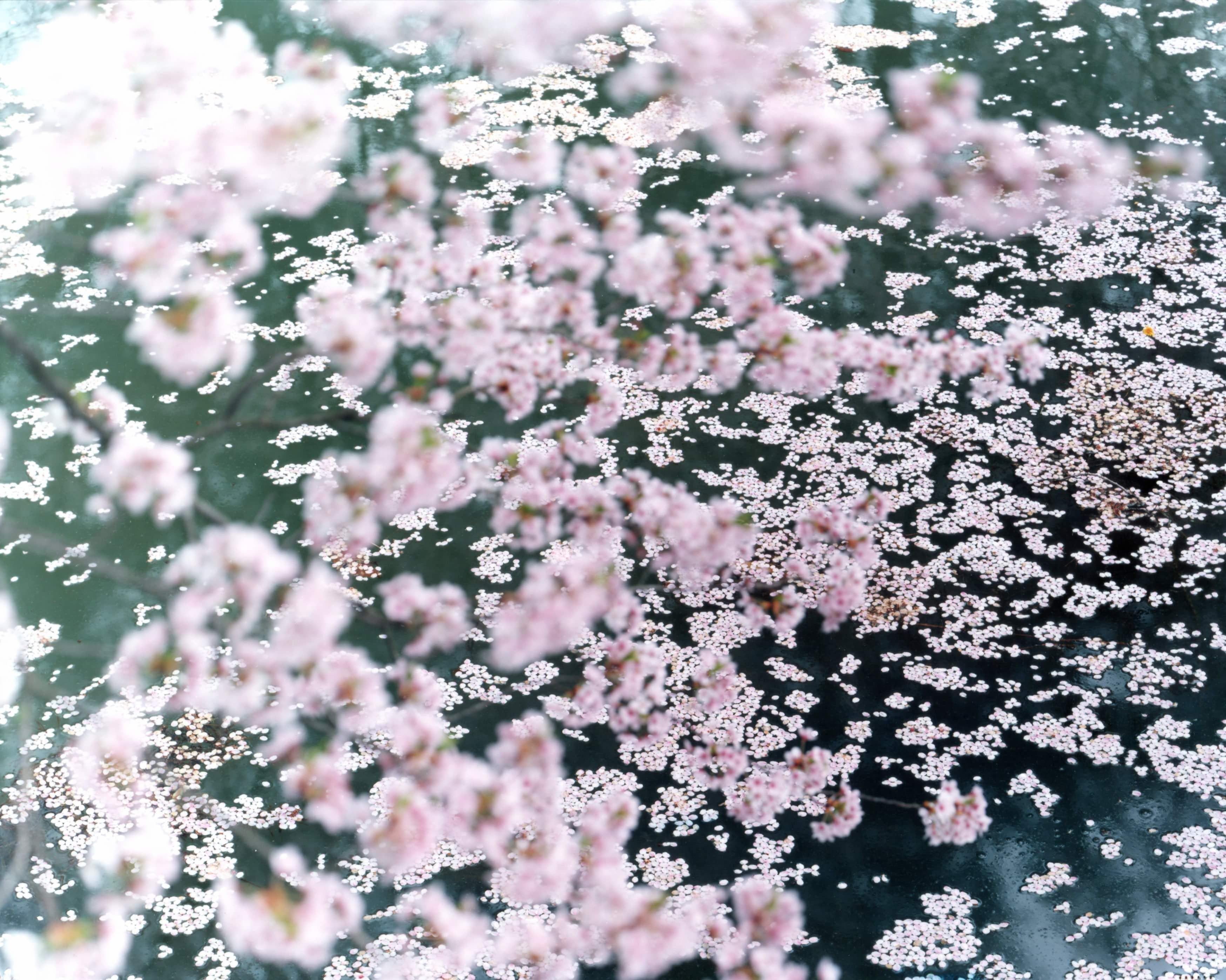SAKURA 16, 4-11 – Risaku Suzuki, Nature, Tree, Sky, Spring, Cherry Blossom, Art