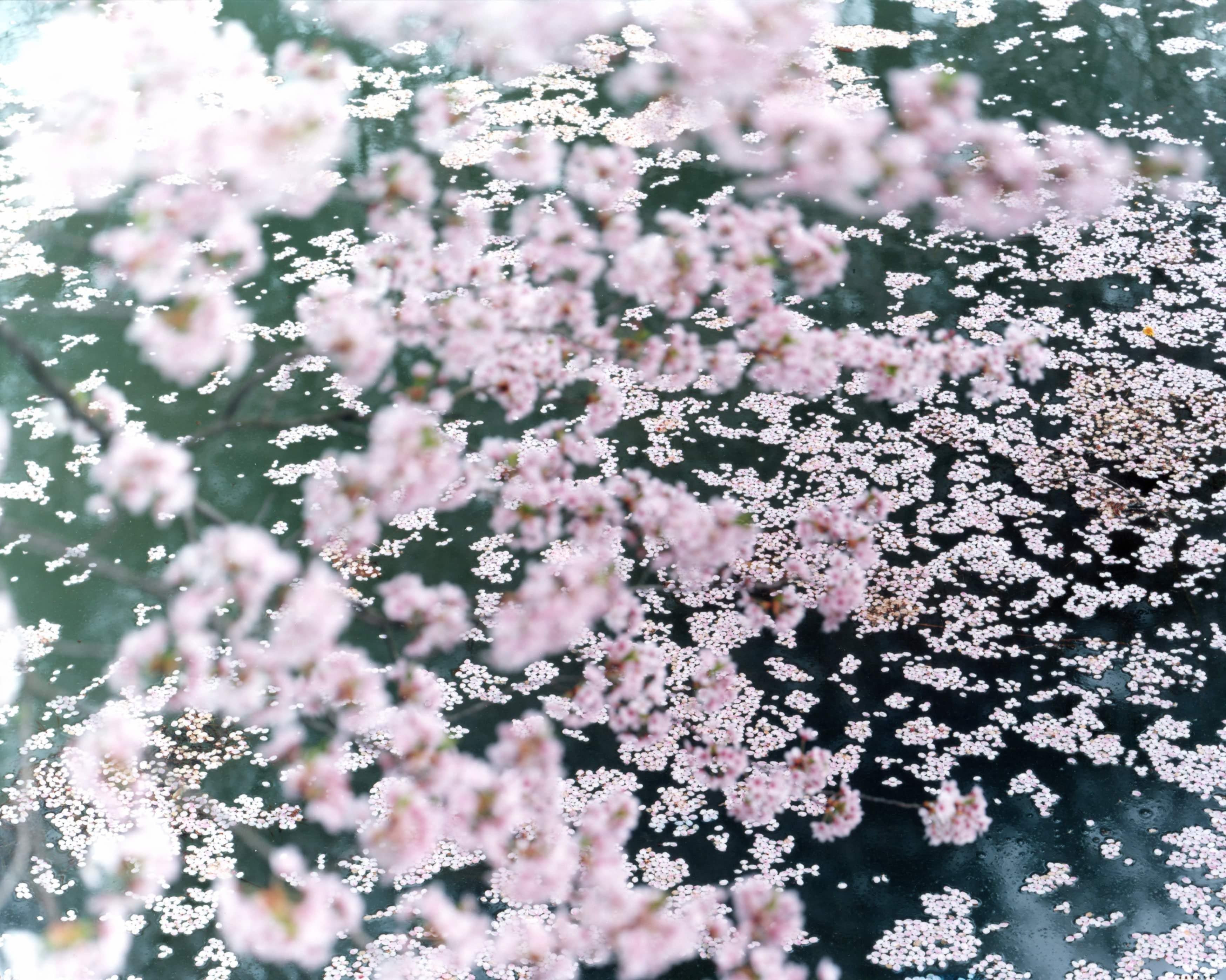 Risaku Suzuki (*1963, Giappone)
SAKURA 10,4-72
2010
Stampa cromogenica
Foglio 120 x 155 cm (47 1/4 x 61 in.)
Edizione di 5; Ed. no. 3/5
Incorniciato

La celebrazione dei Sakura (termine giapponese per "fiori di ciliegio") inizia all'inizio della