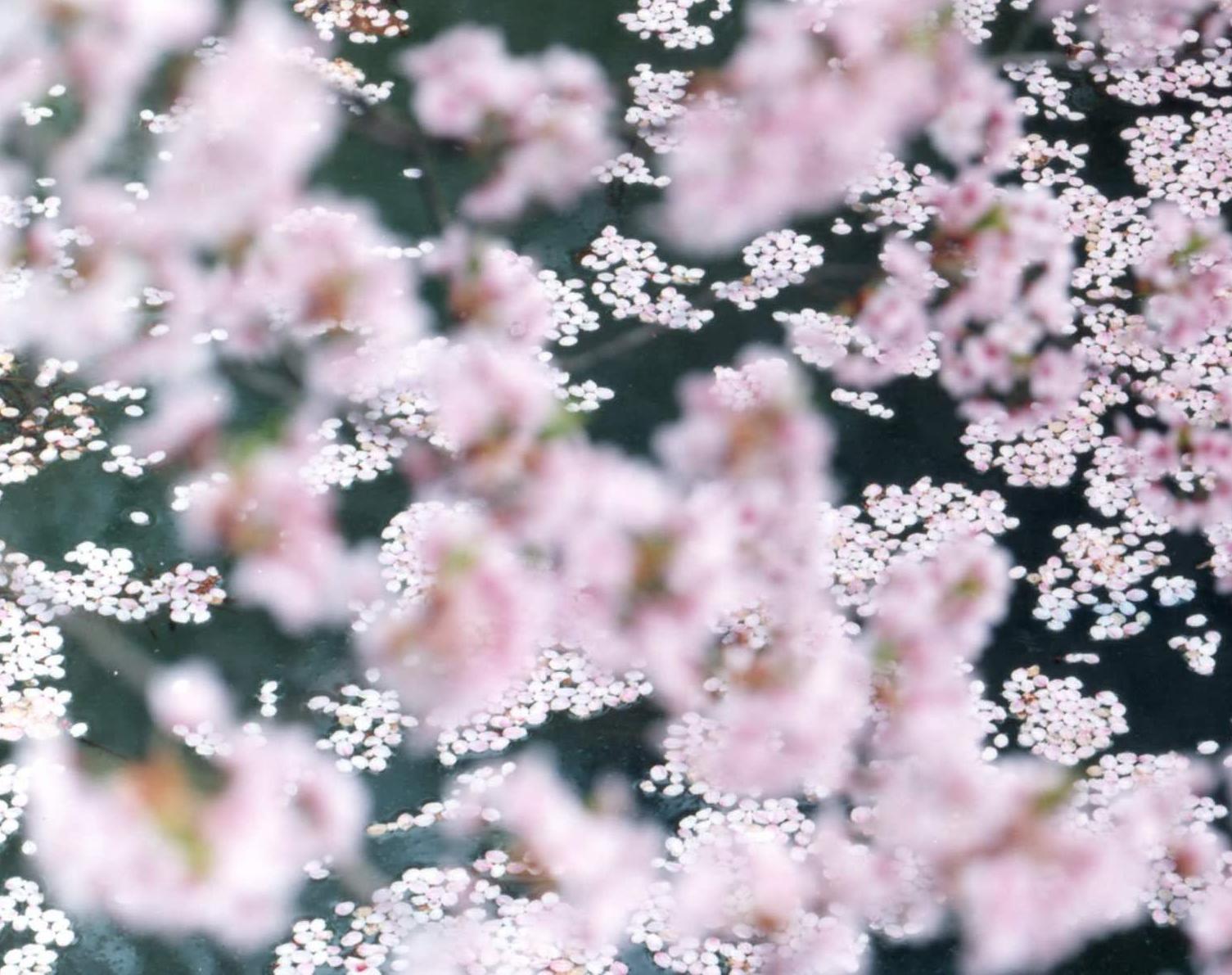 SAKURA 16, 4-11 – Risaku Suzuki, Nature, Tree, Sky, Spring, Cherry Blossom, Art For Sale 1