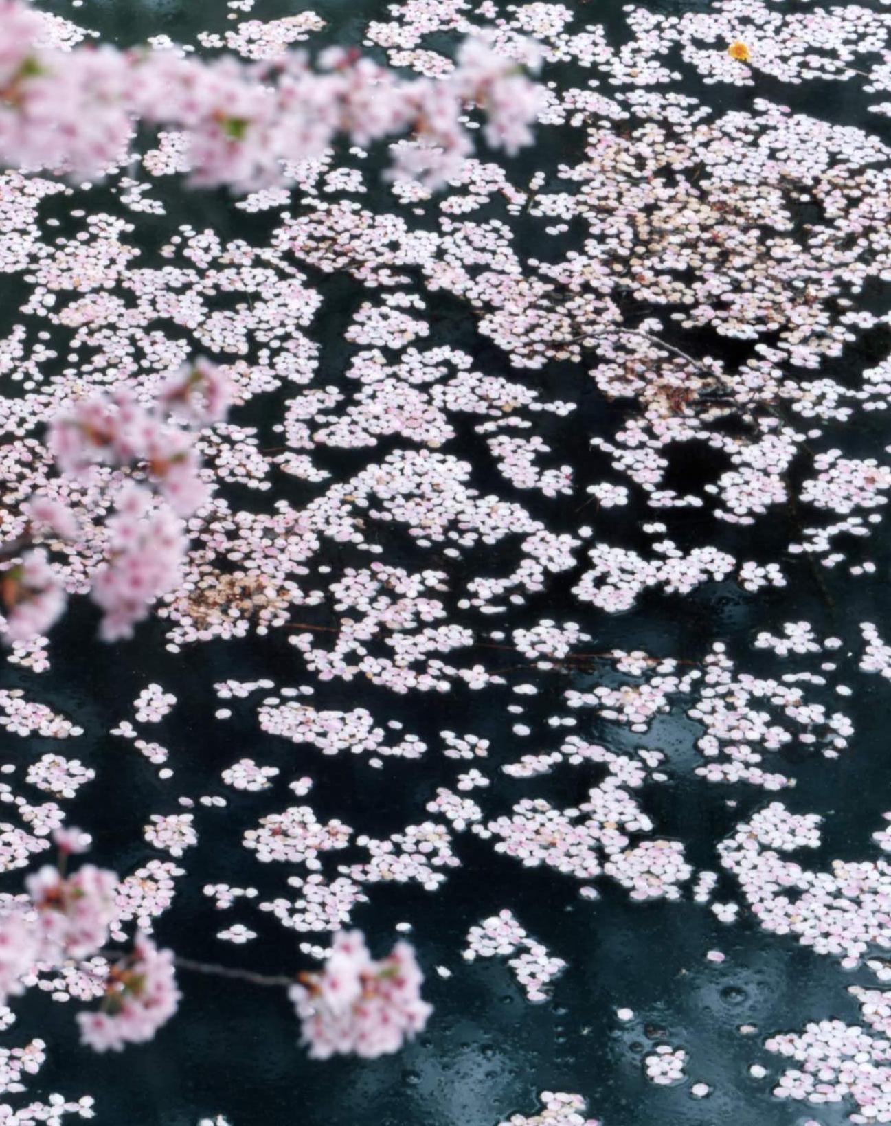 SAKURA 16, 4-11 – Risaku Suzuki, Nature, Tree, Sky, Spring, Cherry Blossom, Art For Sale 2