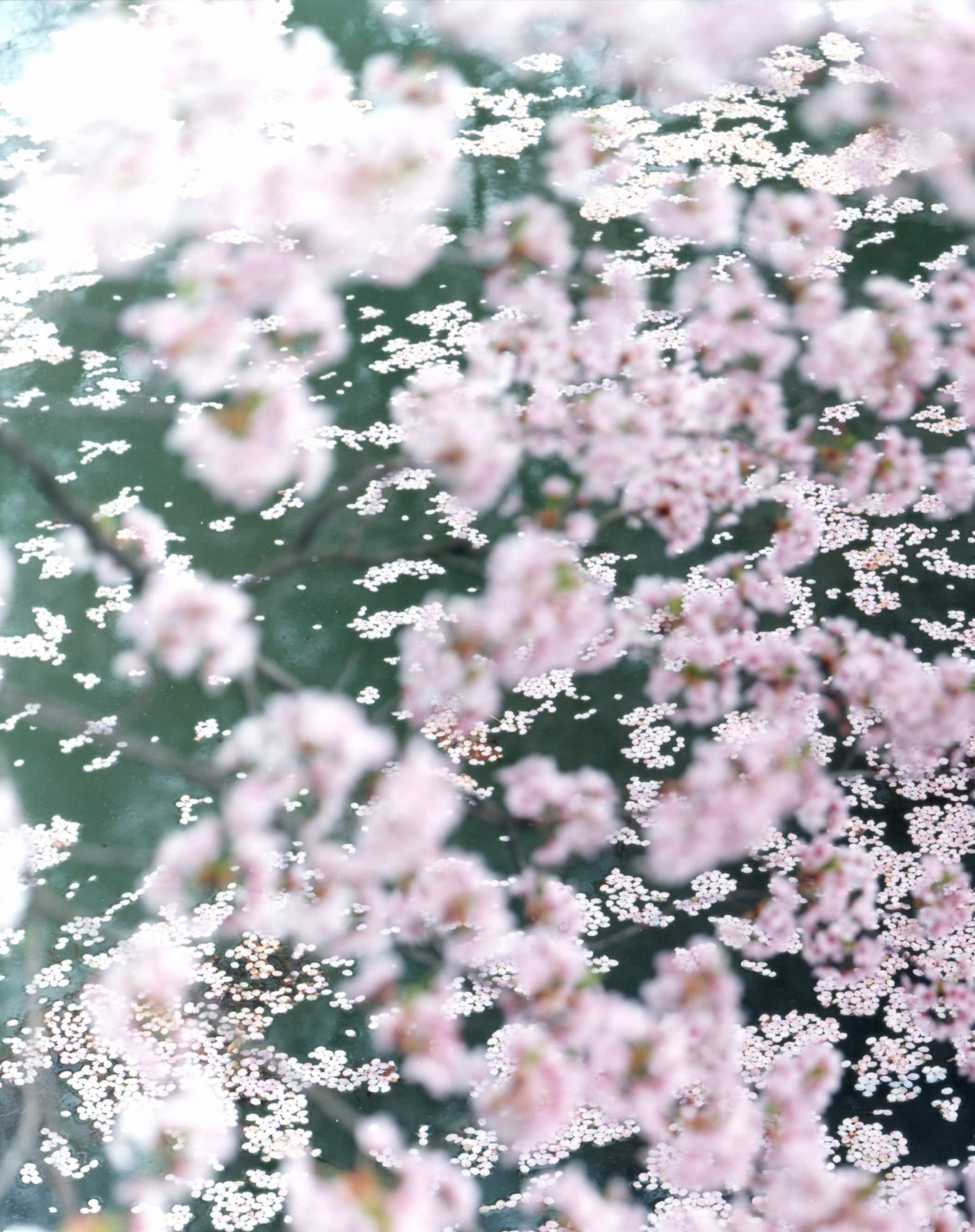 SAKURA 16, 4-11 - Risaku Suzuki, Nature, Arbre, Ciel, Printemps, Cerisier en fleur, Art en vente 3