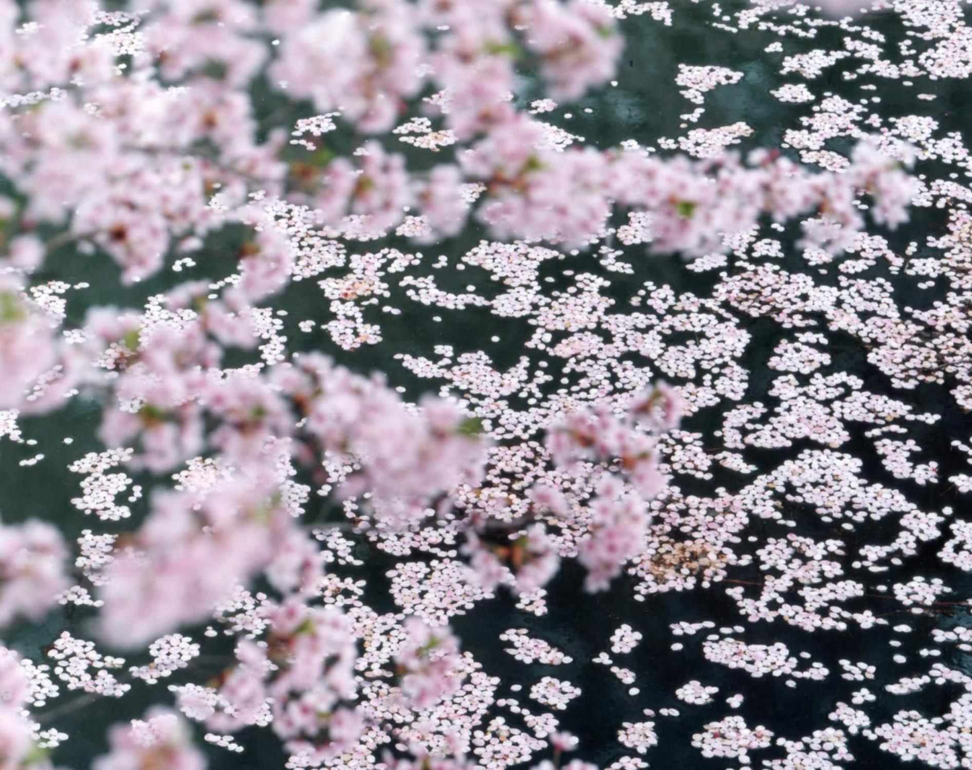 SAKURA 16, 4-11 – Risaku Suzuki, Nature, Tree, Sky, Spring, Cherry Blossom, Art For Sale 4