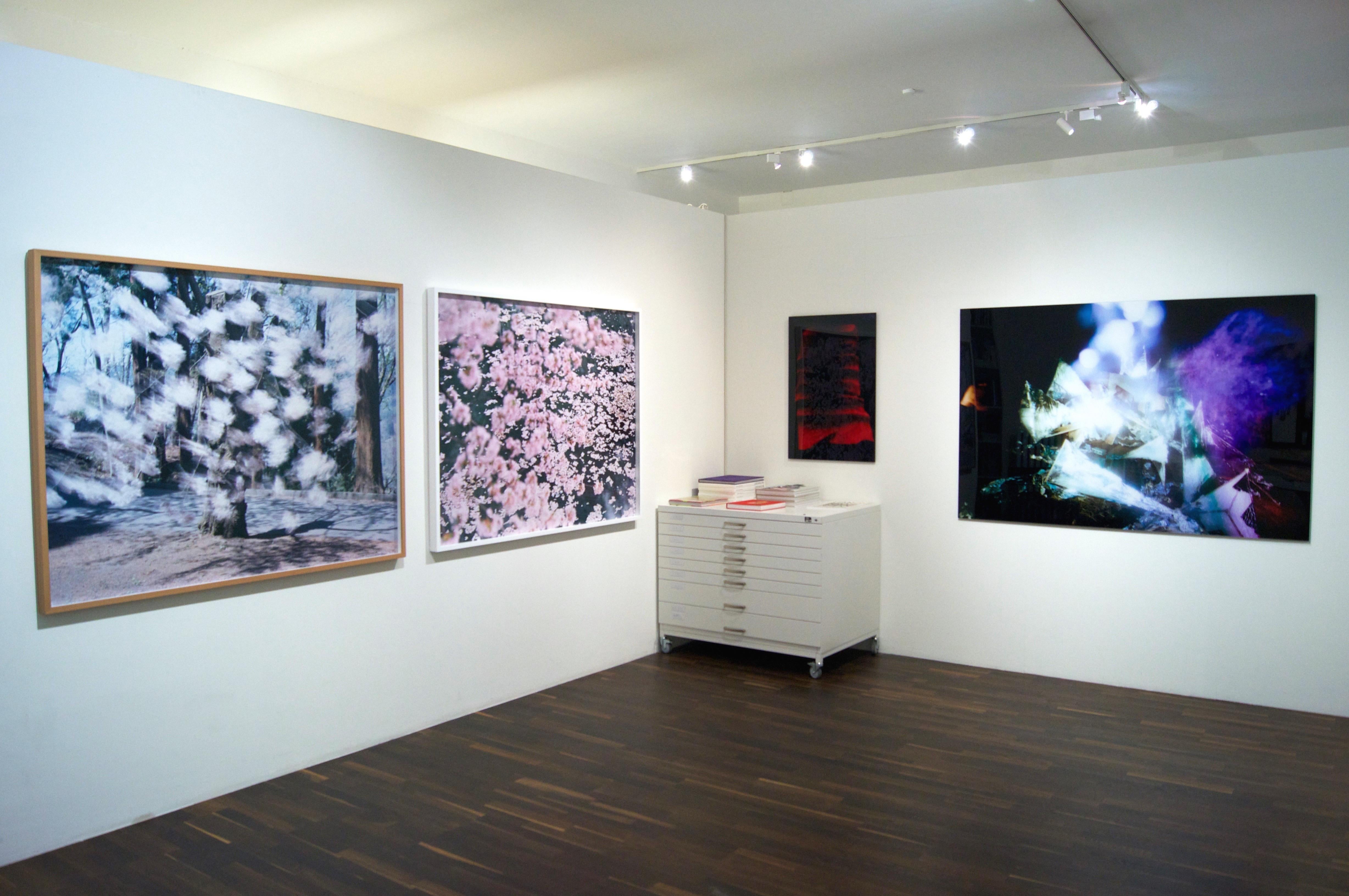 SAKURA 16, 4-11 – Risaku Suzuki, Nature, Tree, Sky, Spring, Cherry Blossom, Art For Sale 5