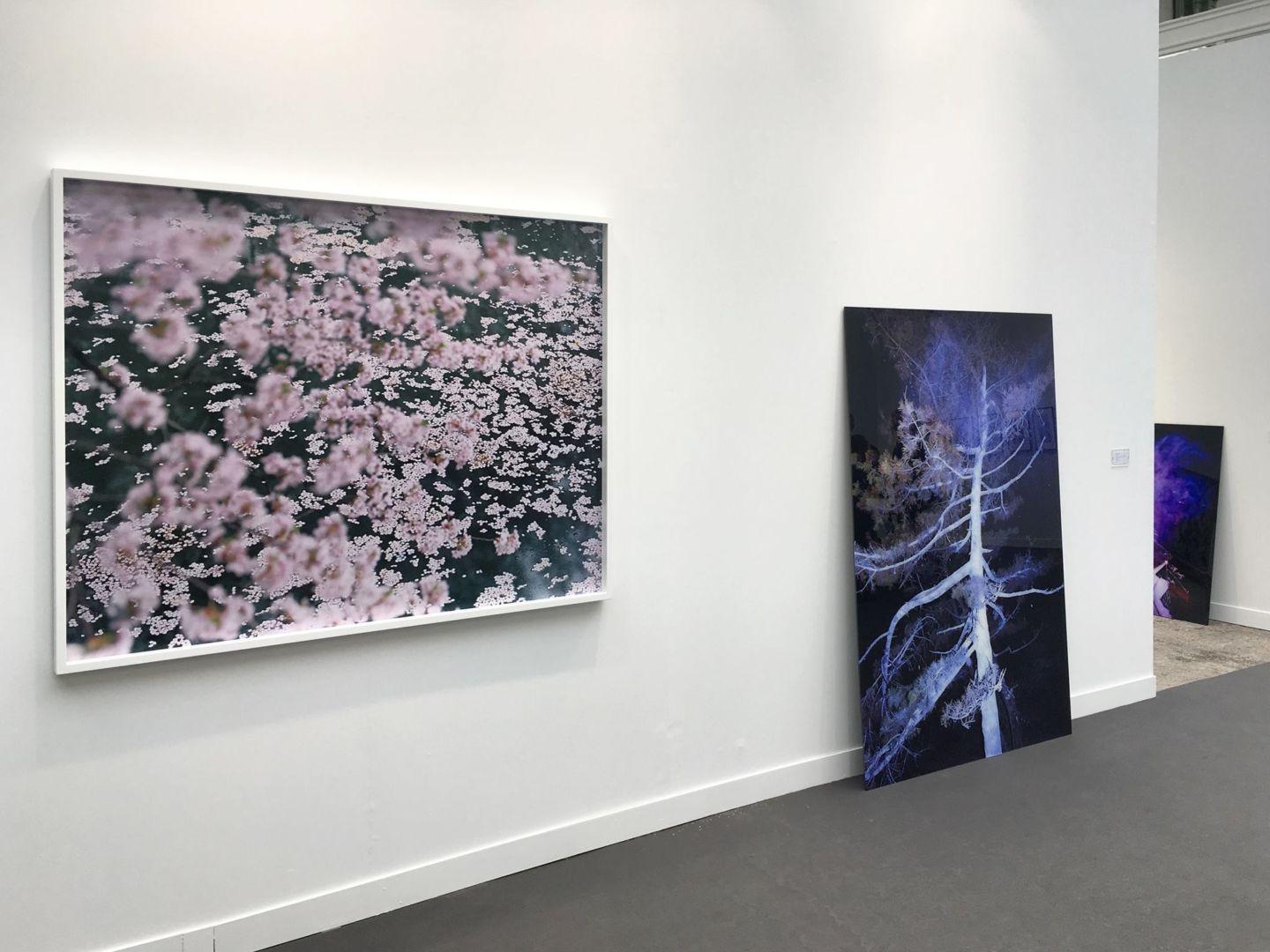 SAKURA 16, 4-11 – Risaku Suzuki, Nature, Tree, Sky, Spring, Cherry Blossom, Art For Sale 6