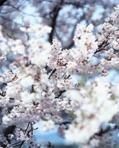 SAKURA 15, 4-46 – Risaku Suzuki, Nature, Tree, Cherry Blossom, Japanese, Sakura