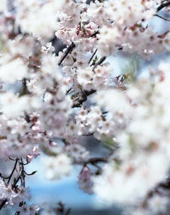 SAKURA 15, 4-46 – Risaku Suzuki, Nature, Tree, Cherry Blossom, Japanese, Sakura