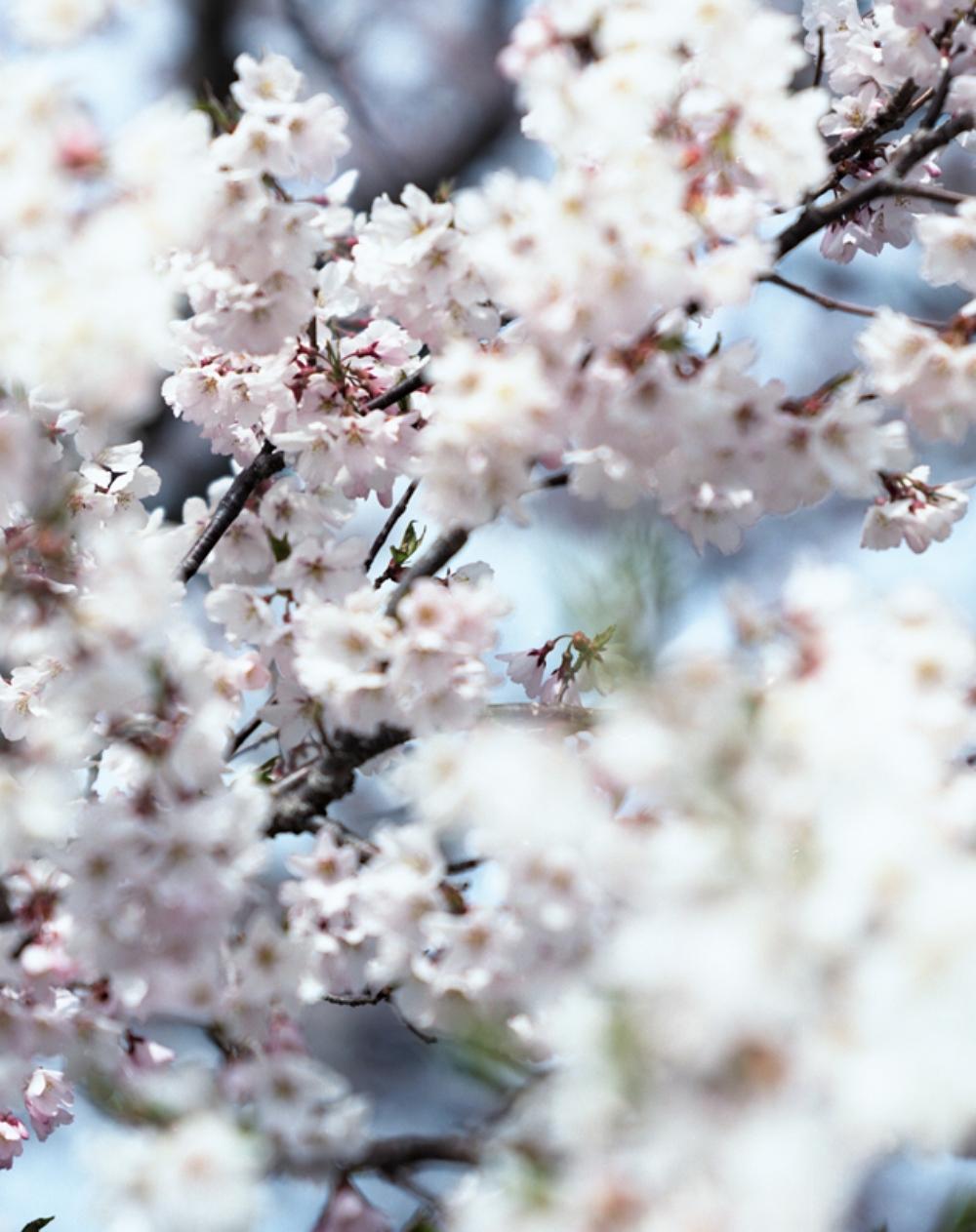 SAKURA 15, 4-46 - Risaku Suzuki, Natura, Albero, Fiori di ciliegio, Giapponese, Sakura in vendita 3